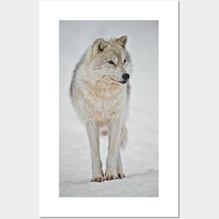 Arctic Wolf Posters and Art